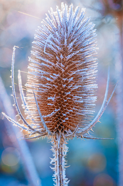 Raureif auf der Pflanze Wilde Karde | Professionelle Natur- & Landschaftsfotos als Poster, auf Leinwand & viele mehr. Wähle aus einer Vielzahl an Formaten & Materialien Dein perfektes Bild. - Realisiert mit Pictrs.com