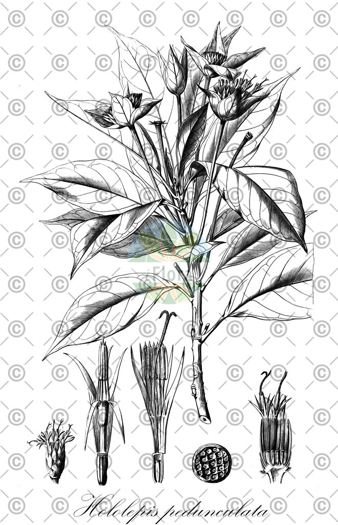 HistAbb_wfo-0000724298_1_ENZY_Simple | Historische Abbildung von Hololepis pedunculata - Asteraceae | Historical Illustration of Hololepis pedunculata - Asteraceae