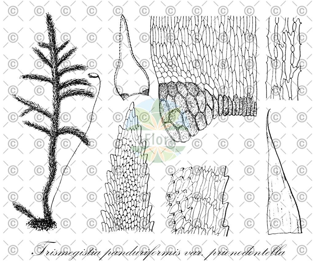 HistAbb_wfo-0000328564_1_ENZY_Simple | Historische Abbildung von Trismegistia panduriformis var. prionodontella - Pylaisiadelphaceae | Historical Illustration of Trismegistia panduriformis var. prionodontella - Pylaisiadelphaceae