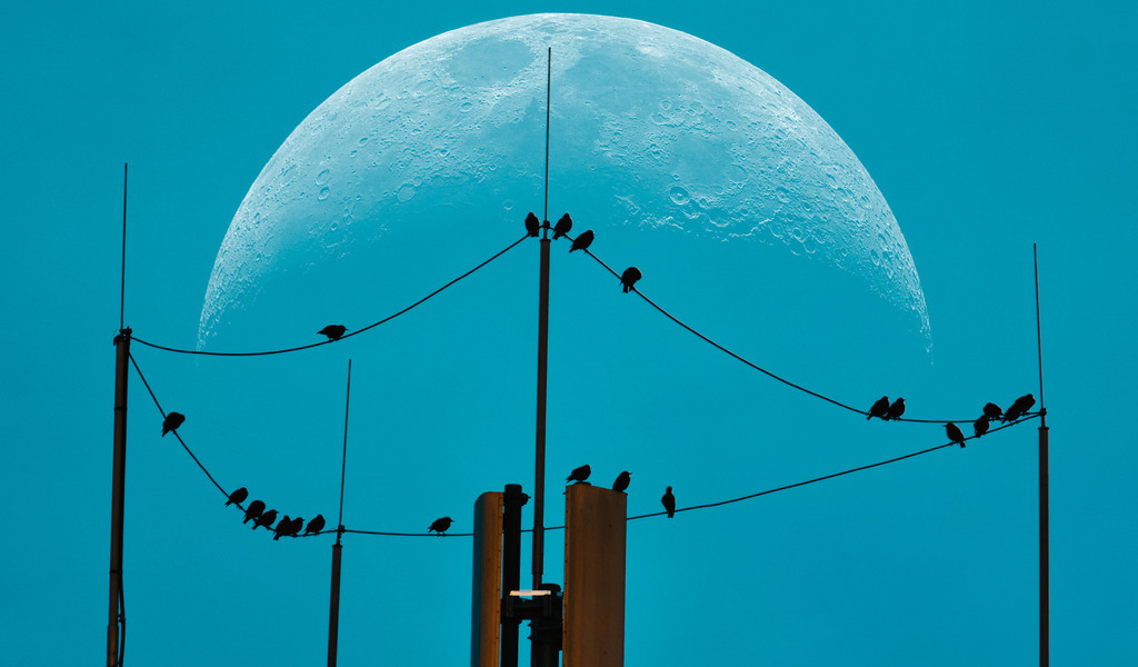 _DSC0935_moon | die schönsten Bilder aus Wald und Wiese, sowie Streifzüge durch den Garten mit der gesamten Blumen & Insektenwelt.   - Realisiert mit Pictrs.com
