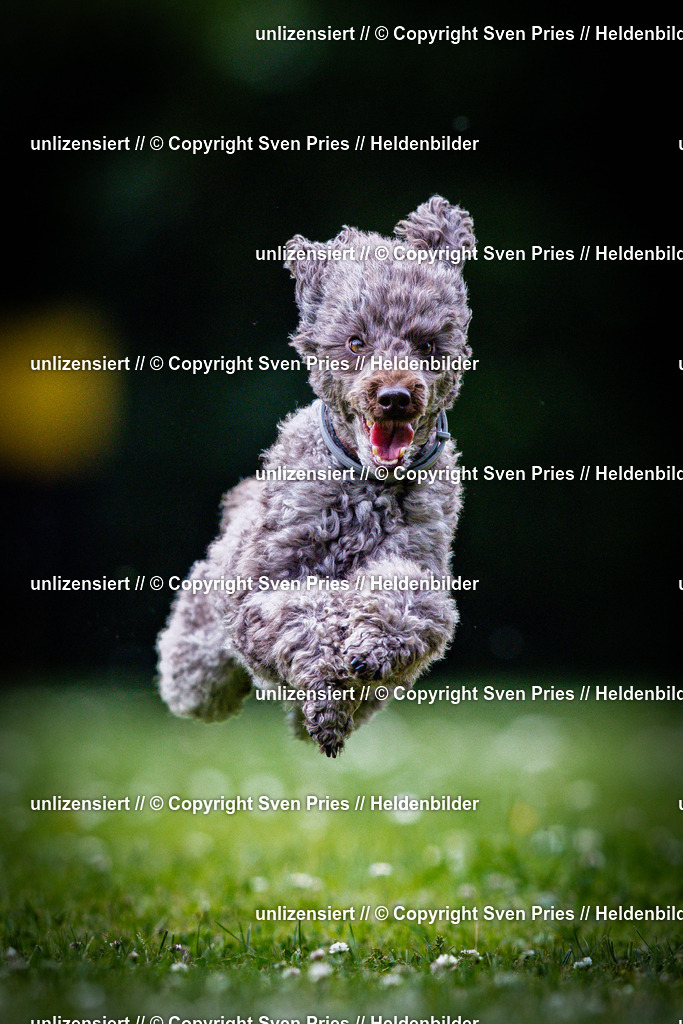 Sven Pries | 2025-05-29 - Pudelrennen KA-Durlach - Realisiert mit Pictrs.com