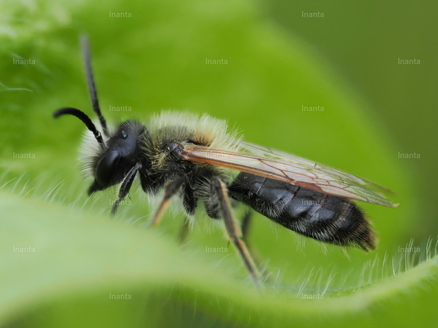 Heidelbeer-Sandbiene (Andrena lapponica) | Inanta - Realisiert mit Pictrs.com