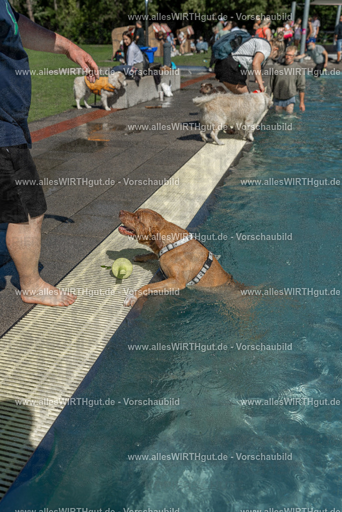 Hundeschwimmen_Volksbad_2026-allesWIRTHgut_Tierfotografie-2609061256-120611-7R500330 | Professionelle Tierfotografie in Mönchengladbach von Daniel Wirth (allesWIRTHgut). Liebevolle & natürliche Bilder von Hunden & Katzen für unvergessliche Erinnerungen.