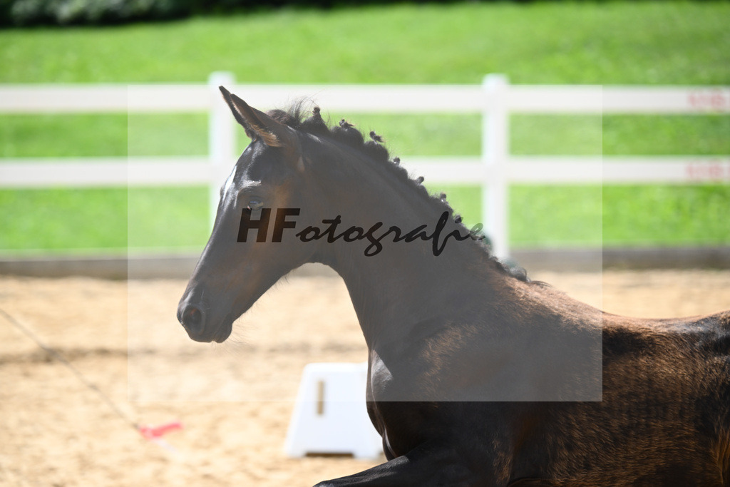 Kat-Nr. 27 Ironman Black M x Van Vivaldi_Wollitz_27140915 | hf-fotografie - Realisiert mit Pictrs.com