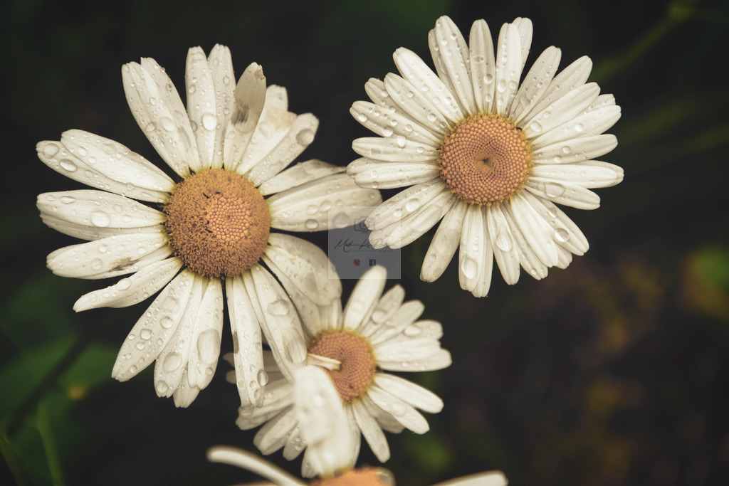 Makro - floral (52) | Buche Fotoshootings und entdecke hochwertige Fotoprodukte bei Mathias Ku Photos. Personalisiert, kreativ & mit Liebe zum Detail. Jetzt informieren! - Realisiert mit Pictrs.com