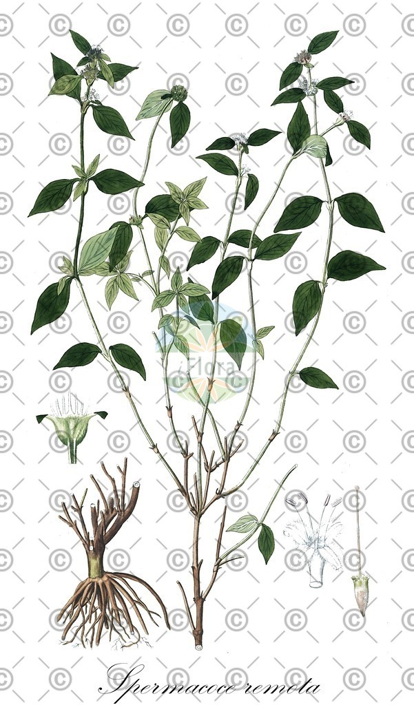 HistAbb_wfo-0000312849_1_ENZY_Simple | Historische Abbildung von Spermacoce remota - Rubiaceae | Historical Illustration of Spermacoce remota - Rubiaceae