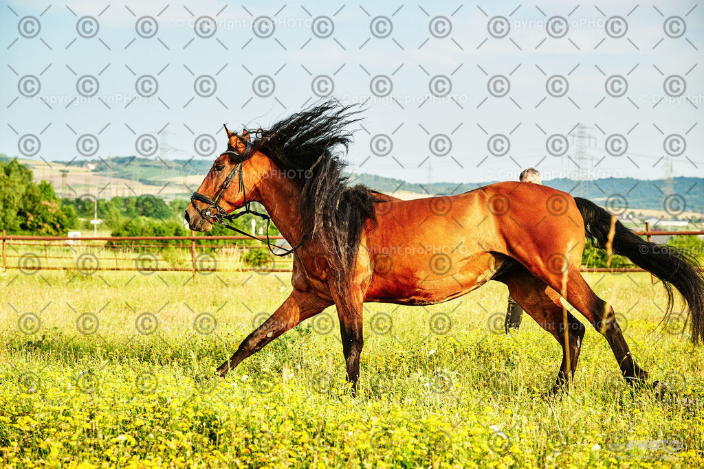 322_202406_Niki-Herodes_NZ9_0276 | proPHOTO - Realisiert mit Pictrs.com