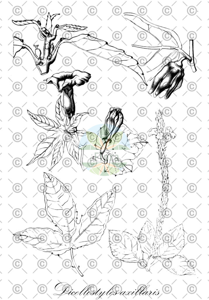 HistAbb_wfo-0000942831_1_ENZY_Simple | Historische Abbildung von Dicellostyles axillaris - Malvaceae | Historical Illustration of Dicellostyles axillaris - Malvaceae