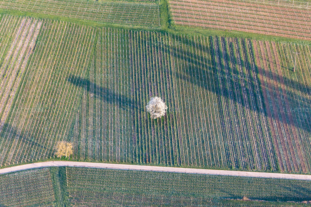 Luftbild: Frühjahrs- Austrieb frischer grüner Blätter in einem Baum in einem Weingberg in Göcklingen im Bundesland Rheinland-Pfalz in Deutschland. Foto: IMG_126222.jpg vom 04.04.2021 durch Werner Riehm/FLY-FOTO.de