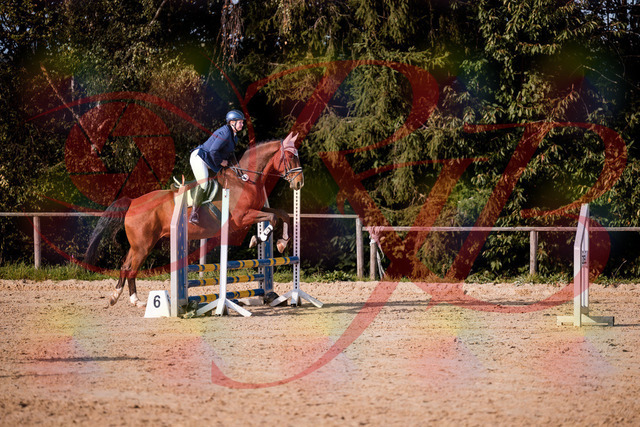 2026_10_03_Siefer-Hof_160653_Z81_88712937 | Professionelle Reitsport-, Turnier- und Eventfotografie von Robert Broda. Galerien mit ausgewählten und bearbeiteten Bildern direkt online ansehen und bestellen.