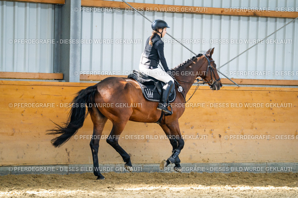 DSC01717 | Pferdegrafie