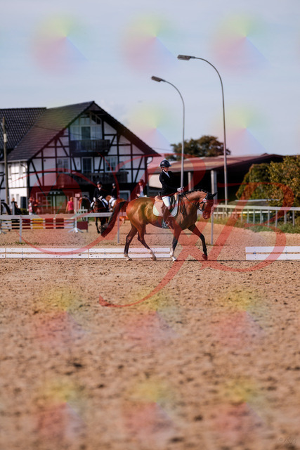 2026_10_03_Siefer-Hof_131908_Z81_67928933 | Professionelle Reitsport-, Turnier- und Eventfotografie von Robert Broda. Galerien mit ausgewählten und bearbeiteten Bildern direkt online ansehen und bestellen.