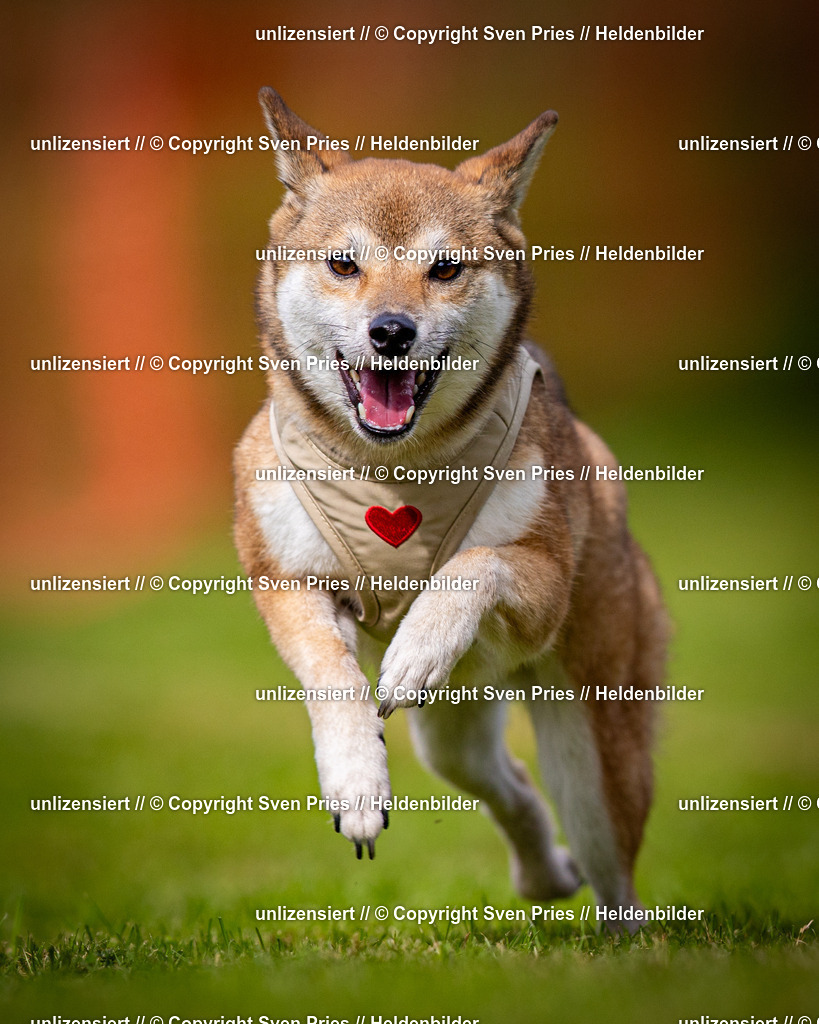 Sven Pries | 2024-09-22 - Hunderennen Baden-BadenPudelverein - Realisiert mit Pictrs.com