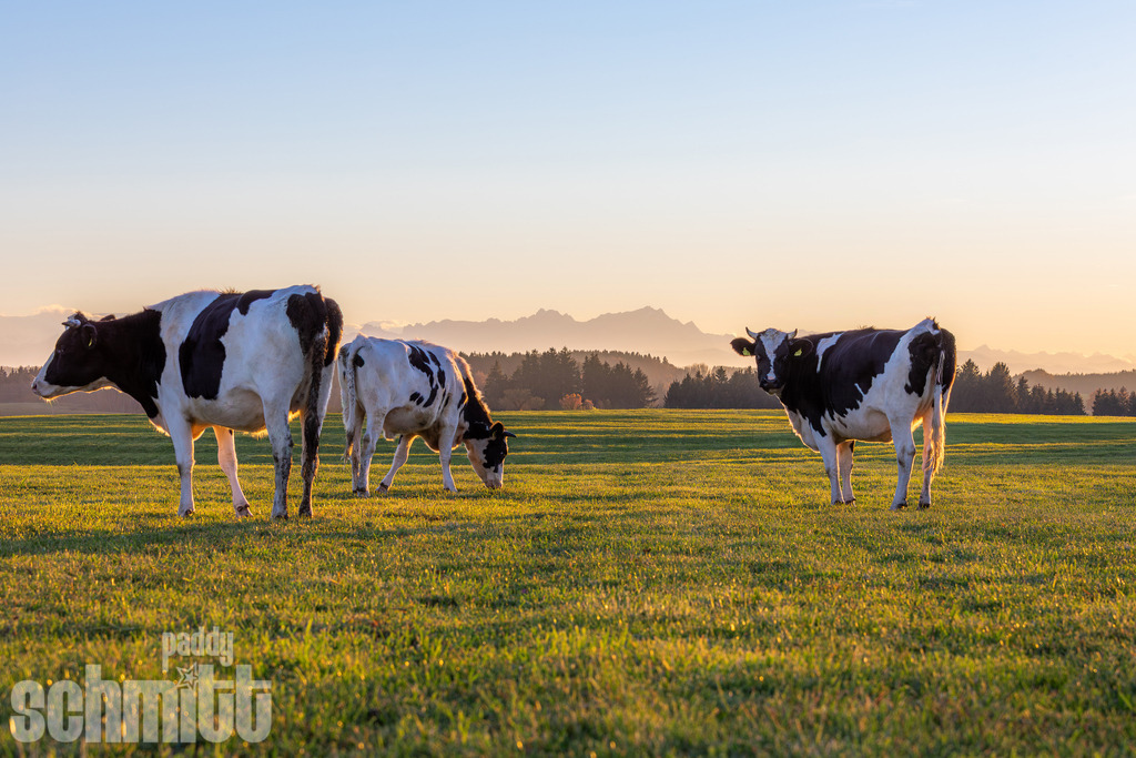 PS-Tiere-2026-35 | Entdecke die größte Bildgalerie der Region mit Fotografien aus dem Allgäu, der Bodenseeregion, Oberschwaben, dem Donautal und der Schwäbischen Alb. Landschaften, Luftaufnahmen und Reisefotografie als Wandbild und Fotokunst. - Realisiert mit Pictrs.com