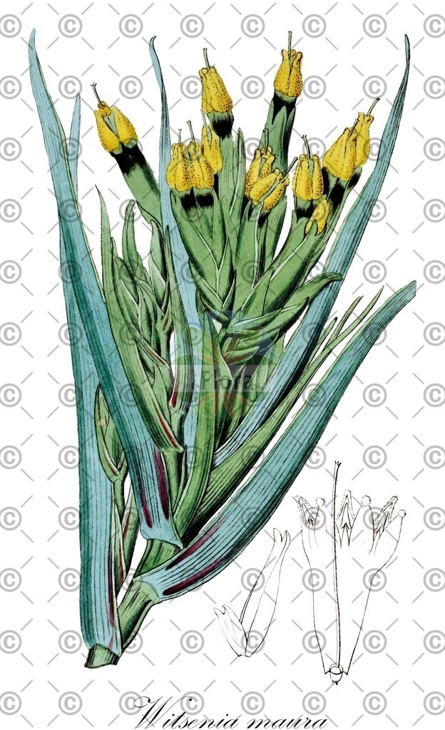 HistAbb_wfo-0000608098_1_ENZY_Simple | Historische Abbildung von Witsenia maura - Iridaceae | Historical Illustration of Witsenia maura - Iridaceae