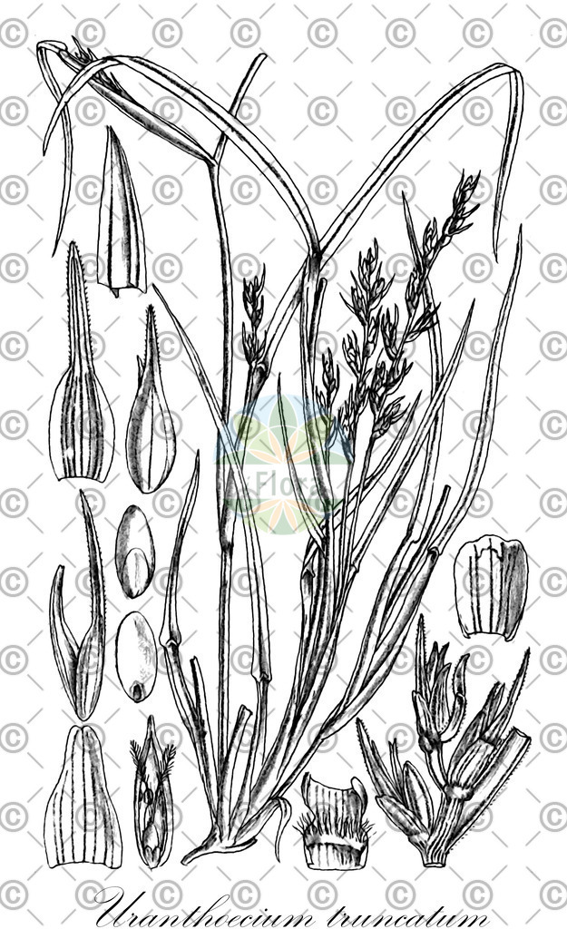 HistAbb_wfo-0000751131_1_ENZY_Simple | Historische Abbildung von Uranthoecium truncatum - Poaceae | Historical Illustration of Uranthoecium truncatum - Poaceae