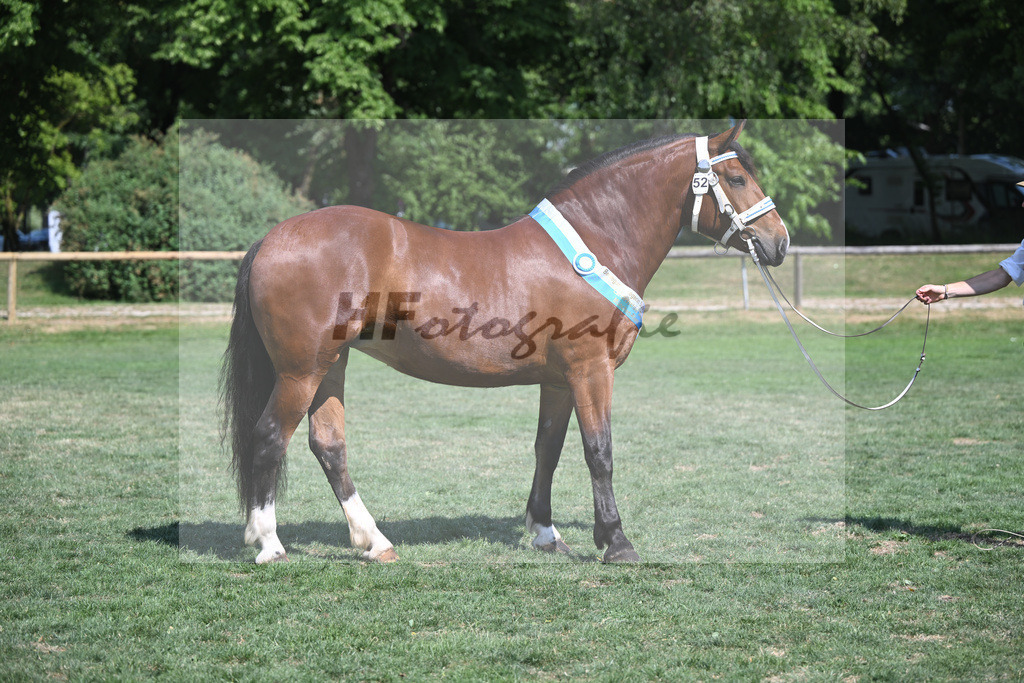 Kat-Nr. 52 Goldy_Weyer_20231426 | hf-fotografie - Realisiert mit Pictrs.com