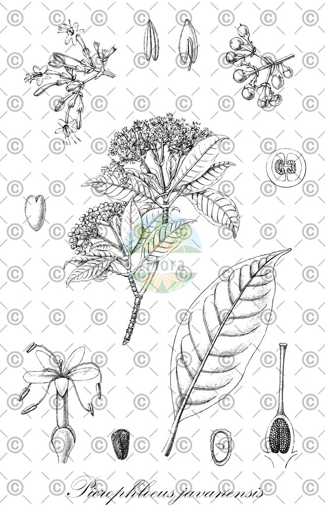 HistAbb_wfo-0000015042_1_ENZY_Simple | Historische Abbildung von Picrophloeus javanensis - Gentianaceae | Historical Illustration of Picrophloeus javanensis - Gentianaceae