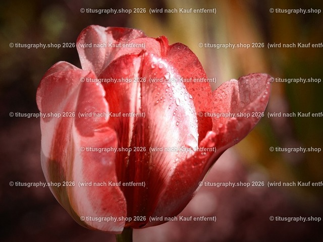 titusgraphy-P5057665_var-014 | Fotokunstarbeit aus der INSTAGRAM-Gallerie auf titusgraphy.eu - Realisiert mit Pictrs.com