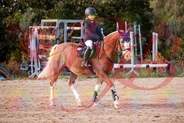 2026_10_03_Siefer-Hof_144324_Z81_16953772 | Professionelle Reitsport-, Turnier- und Eventfotografie von Robert Broda. Galerien mit ausgewählten und bearbeiteten Bildern direkt online ansehen und bestellen.