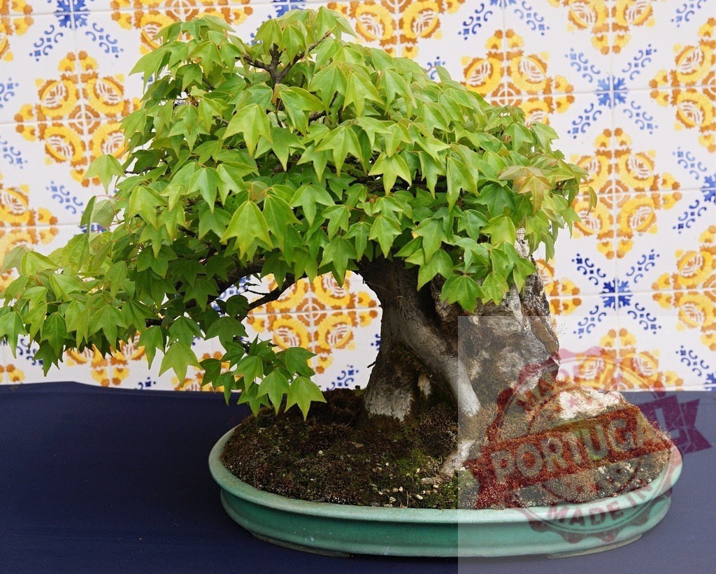 Bonsai tree standing on dark blue background | Bonsai tree with lush green leaves and moss on a dark blue surface against patterned tiles - Realisiert mit Pictrs.com