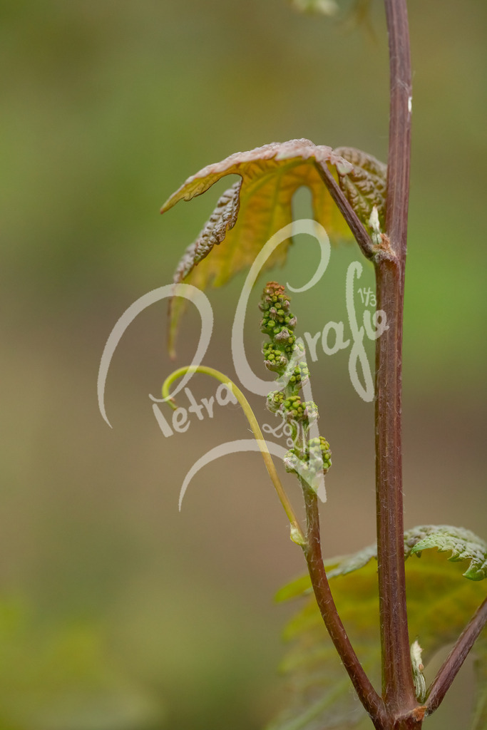 Rebenblüten-7987 | petragrafie - Realisiert mit Pictrs.com