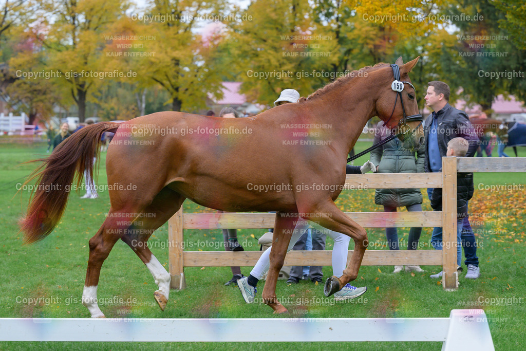 155_Ma-Bella_v.Va-Bene_Wiegand_251018_07_gis | gis-fotografie