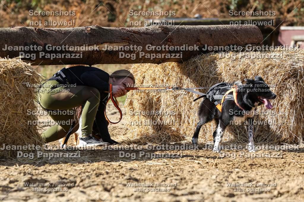 Dog Paparazzi - Strongdog 10-25-4879 | Dog Paparazzi Jeanette Grottendiek Fotografie & Videografie - Realisiert mit Pictrs.com