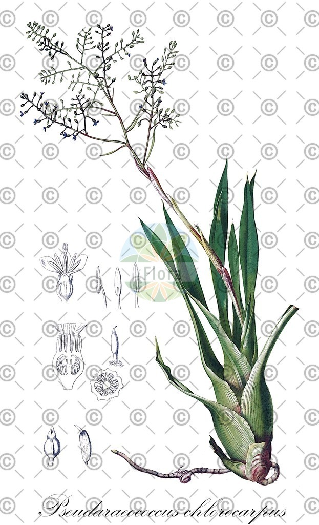 HistAbb_wfo-0000894867_1_ENZY_Simple | Historische Abbildung von Pseudaraeococcus chlorocarpus - Bromeliaceae | Historical Illustration of Pseudaraeococcus chlorocarpus - Bromeliaceae