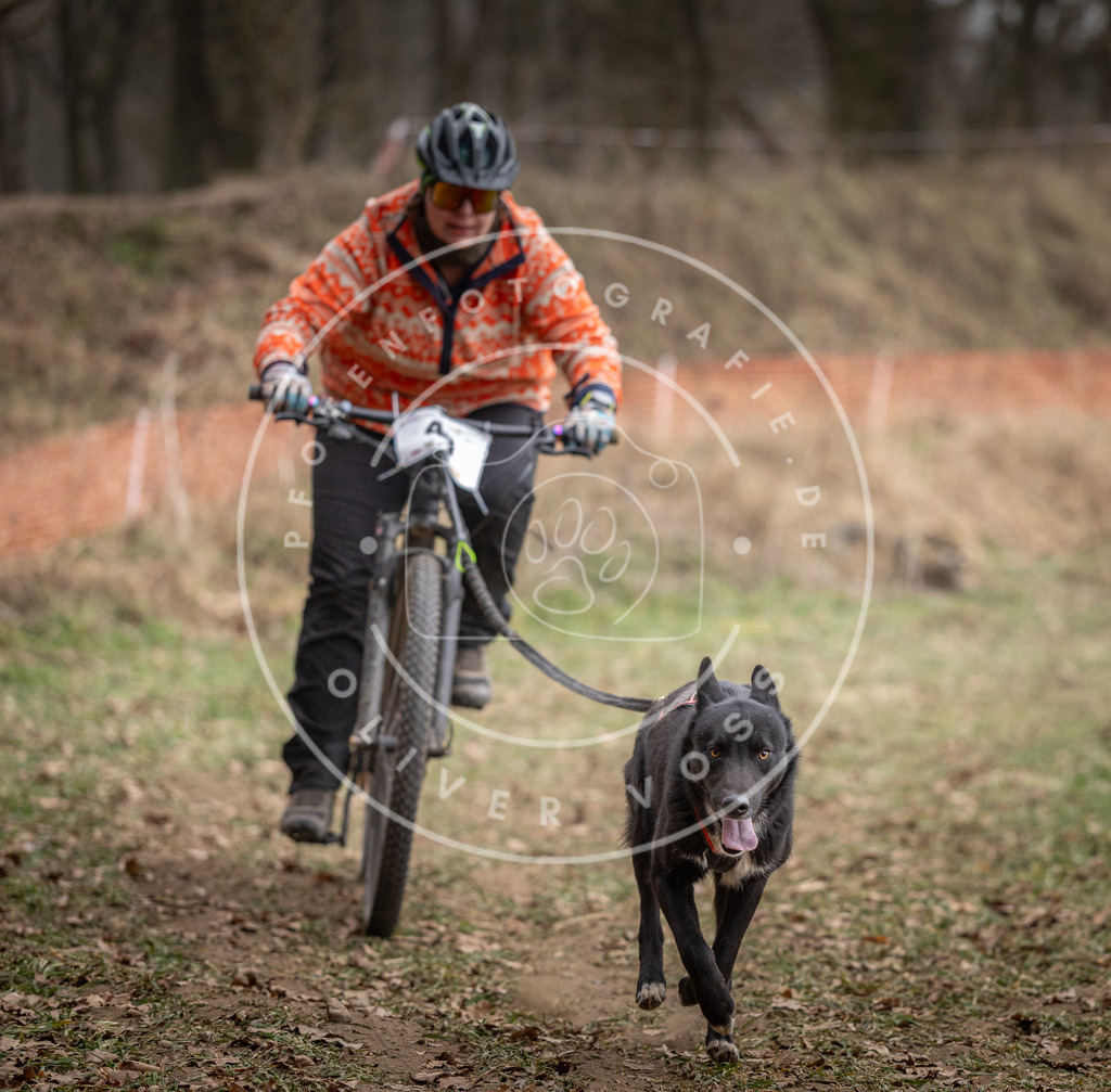 Pfotenfotografie_DV3A6013 | Hundefotografie, Tierfotograf, Pfotenfotografie, Fotoshooting Hund, Hunde Portrait, Hundesport, Hundeportraits, Heideshooting, Hunde, Sportfotograf, Hundefotograf, Turnierhundsport, THS,  - Realisiert mit Pictrs.com