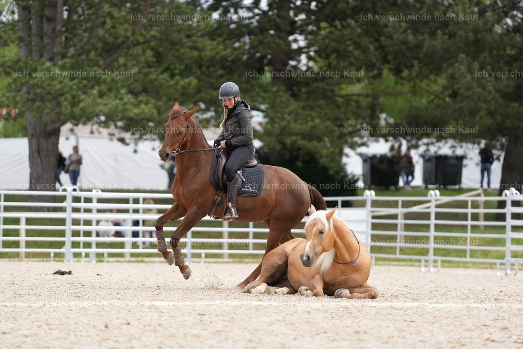 PI26_Gesamtshow_JansPictures_7C_01122.JPG | working equitationturnier fotograf videograf stoibphotography marixx film working equitation deutschland reitsport turnierfotografie eventfotografie equestrian events