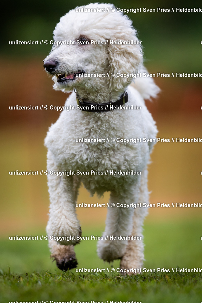 Sven Pries | 2024-04-21 - Hunderennen Baden-Oos
Foto: Sven Pries - Realisiert mit Pictrs.com