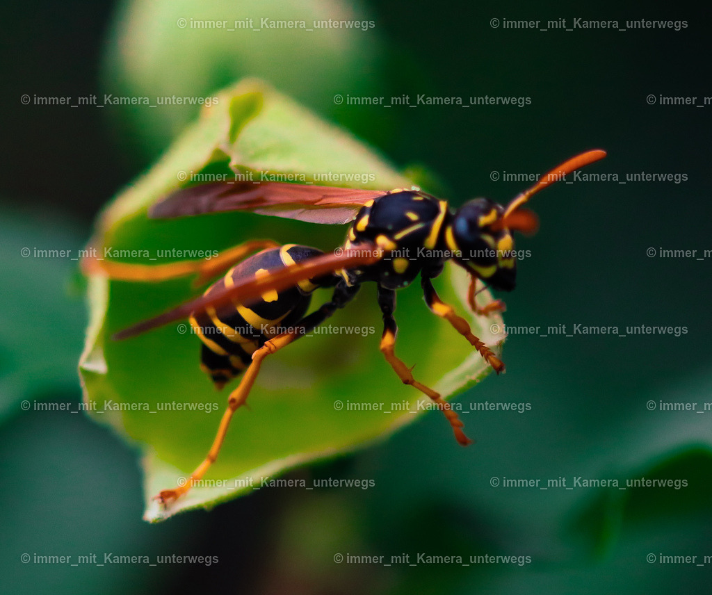 IMG_8904 | immer_mit_kamera_unterwegs