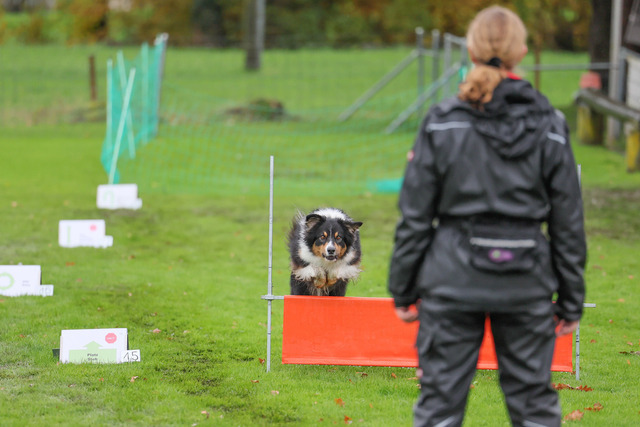 2025_Rally_Obedience_SM-97 | Ich fotografiere Hundeausstellungen, Sportanlässe, Zuchtstätten, Hundezucht, Hundeportrait, Lagotto - Realisiert mit Pictrs.com