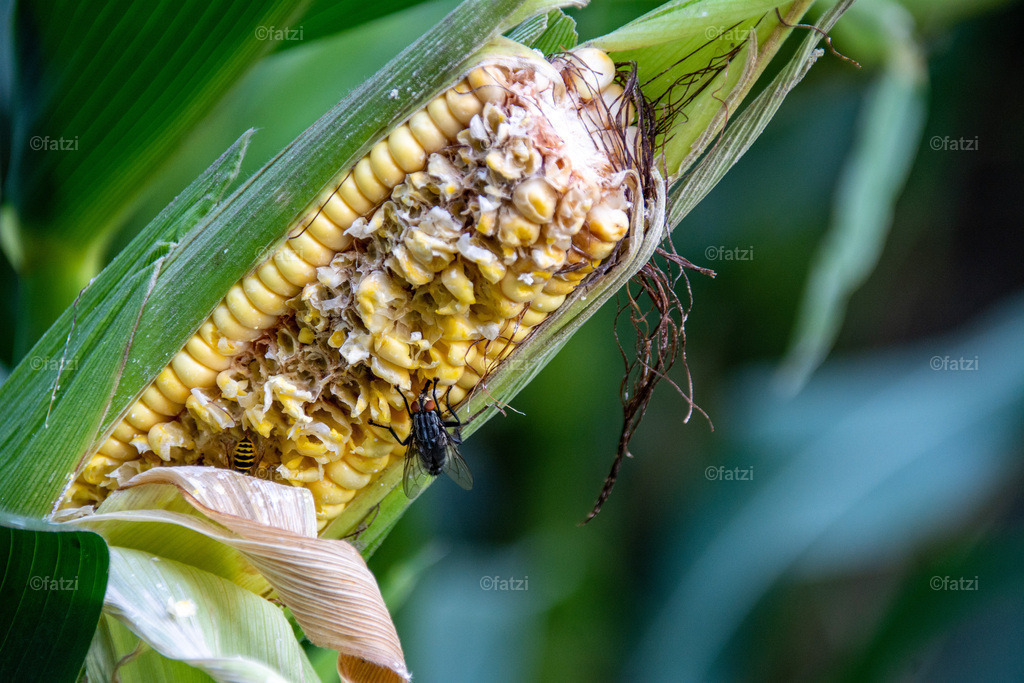 Maisfeld_20190820-162438-k | Fatzi Bilder-Archiv! 
Die Bilder sind für private Nutzung lizenzfrei. Die kommerzielle Nutzung ist möglich und erwünscht, jedoch bitte ich um vorherige Kontaktaufnahme per E-Mail (info@fatzi.at) oder unter +43 650 7828269 - Realisiert mit Pictrs.com