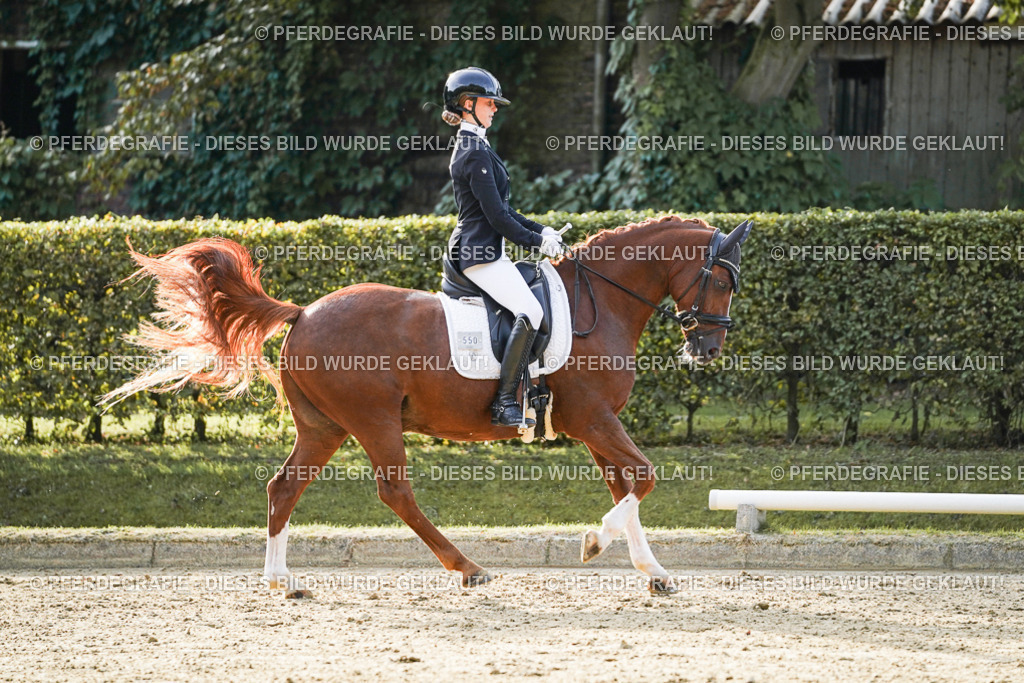 DSC04608 | Pferdegrafie