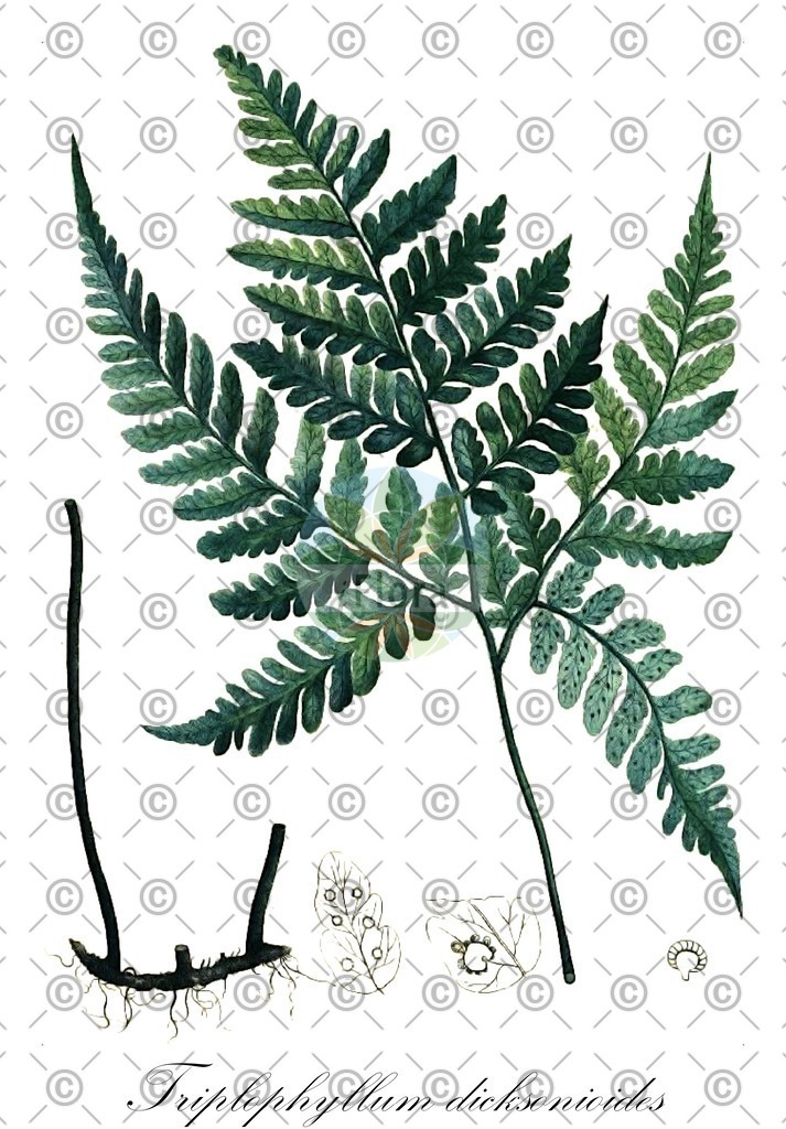 HistAbb_wfo-0000413223_1_ENZY_Simple | Historische Abbildung von Triplophyllum dicksonioides - Tectariaceae | Historical Illustration of Triplophyllum dicksonioides - Tectariaceae