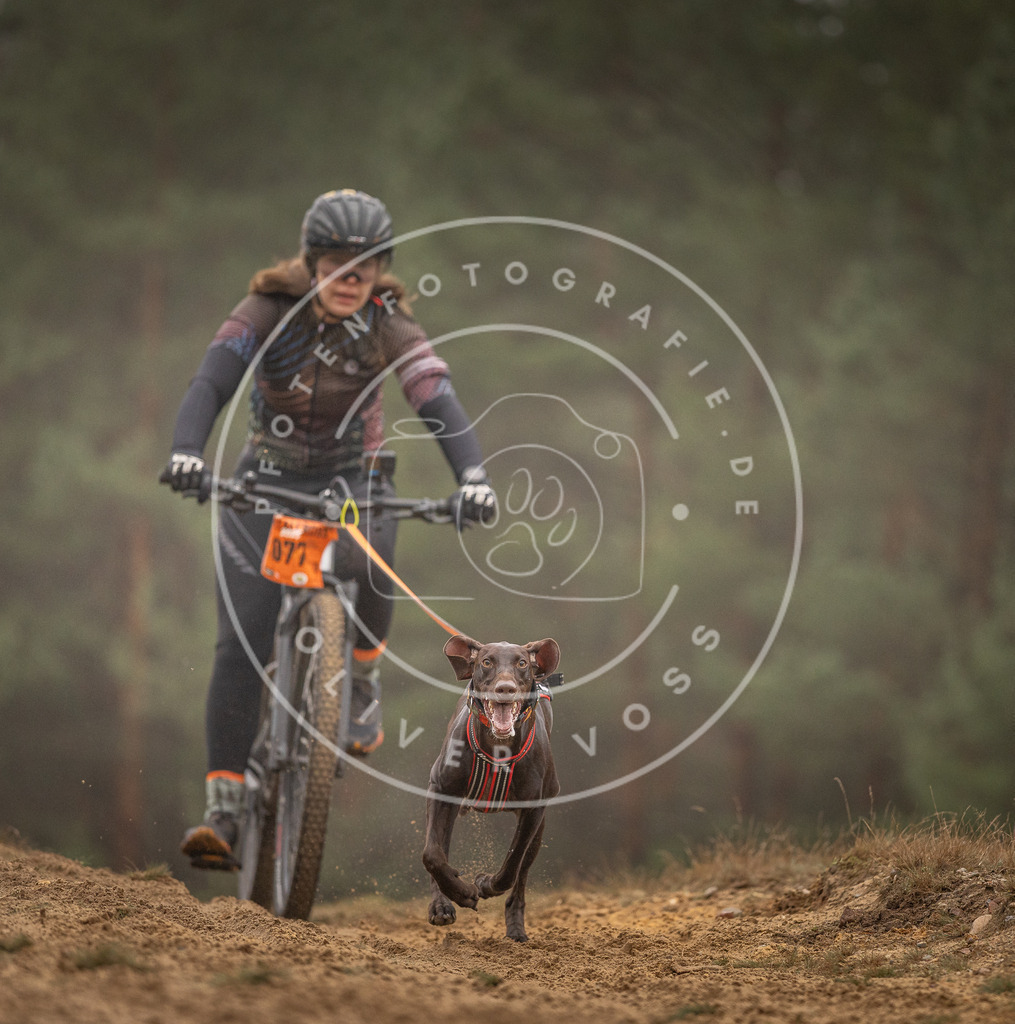 Pfotenfotografie_DV3A2716 | Hundefotografie, Tierfotograf, Pfotenfotografie, Fotoshooting Hund, Hunde Portrait, Hundesport, Hundeportraits, Heideshooting, Hunde, Sportfotograf, Hundefotograf, Turnierhundsport, THS,  - Realisiert mit Pictrs.com