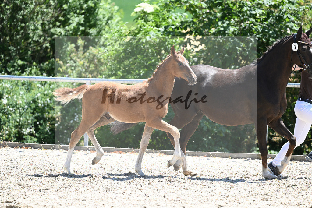 Kat-Nr. 3 HF Thuraus Giotto_Hummer_16230616 | hf-fotografie - Realisiert mit Pictrs.com