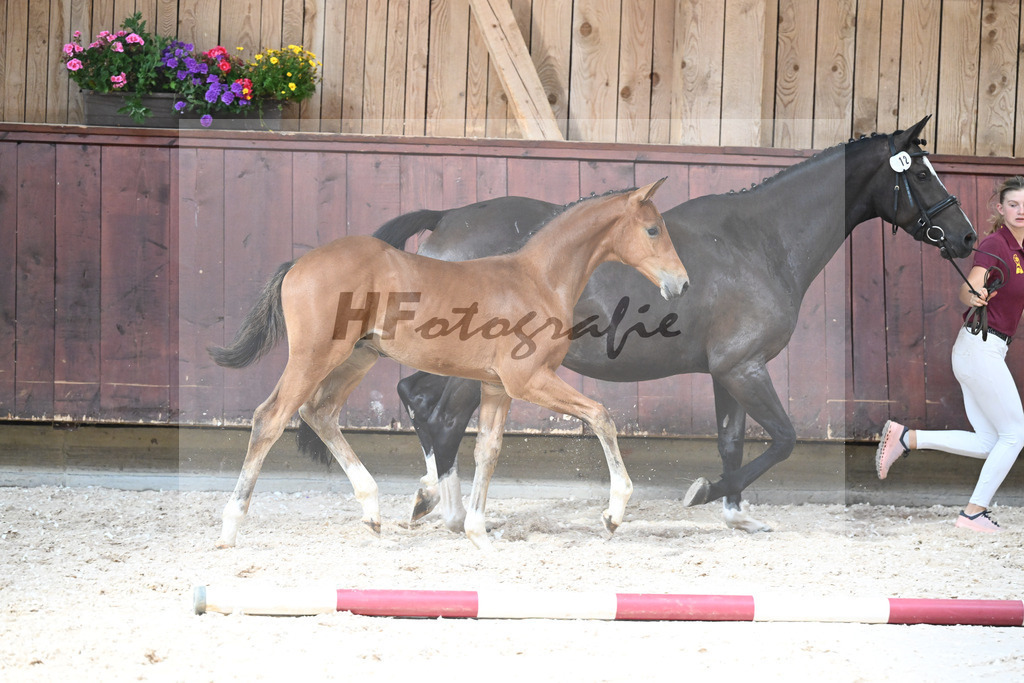 Kat-Nr. 12 HF Diablue PS x Origi d O_Stoeger_32240535 | hf-fotografie - Realisiert mit Pictrs.com