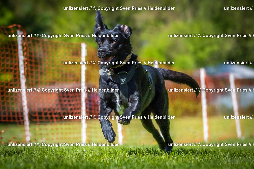 Hunderennen_April_2026_740 | 2026-04-26 - Hunderennen Baden-Oos April 2026 - Realisiert mit Pictrs.com