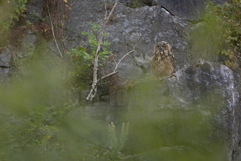 R6NF8087_20240722 | Der Uhu ist die größte europäische Eulenart. Nachdem er lange bejagt wurde, entspannt sich die Situation mittlerweile wieder aufgrund strenger Naturschutzgesetze und einiger Auswilderungsprojekte. Der Uhu brütet in unterschiedlichen Landschaften und ist streng nachtaktiv. Ein markantes Merkmal sind die großen Federohren, die je nach Laune hoch aufgestellt oder angelegt werden können. - Realisiert mit Pictrs.com