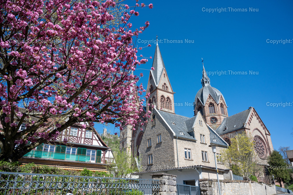 Heppenheim_Frühling_DSC_9916 |  Heppenheim, Frühling, japanische Zierkirschen und der Dom der Bergstraße, ,, Bild: Thomas Neu