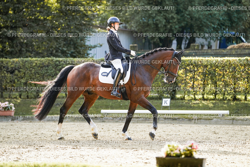 DSC05009 | Pferdegrafie