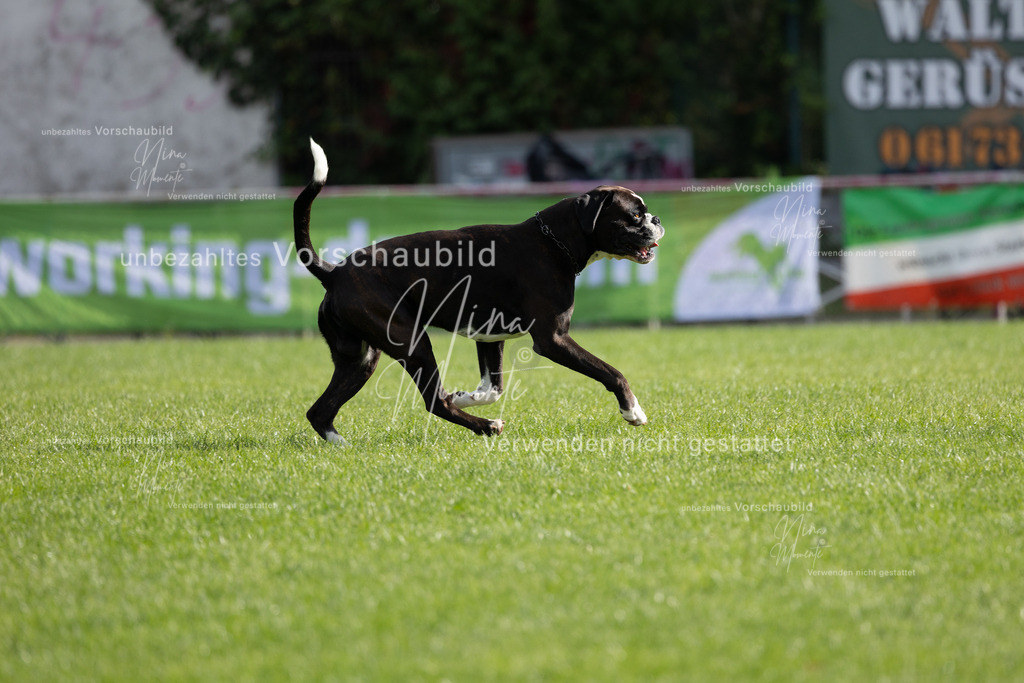 _16A6655 | Einzigartige Fotos von Hunden & Menschen –Actionfotos, Portraits, Vereinsaufnahmen & Paarshootings – authentisch, lebendig & mit Herz.