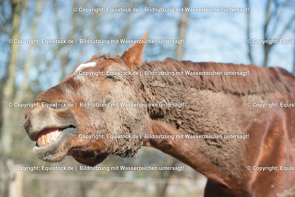 TS_20180305_Dreckiges_Pferd_0007 | Foto: Thomas Hartig