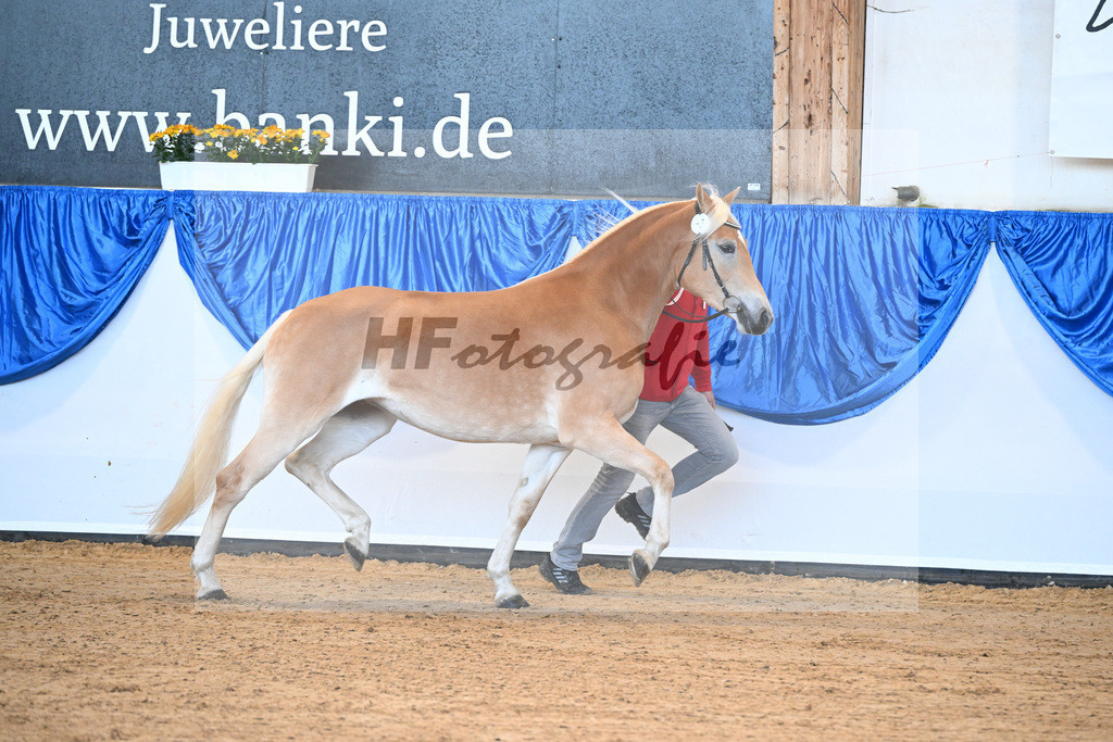 Bl. Band Kat-Nr. 3 Linea KF v. Maxwell_Karsten_48241029 | hf-fotografie - Realisiert mit Pictrs.com