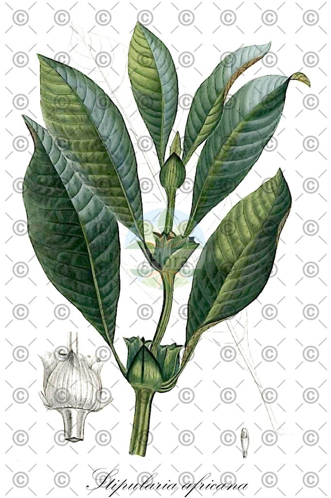 HistAbb_wfo-0000504644_1_ENZY_Simple | Historische Abbildung von Stipularia africana - Rubiaceae | Historical Illustration of Stipularia africana - Rubiaceae
