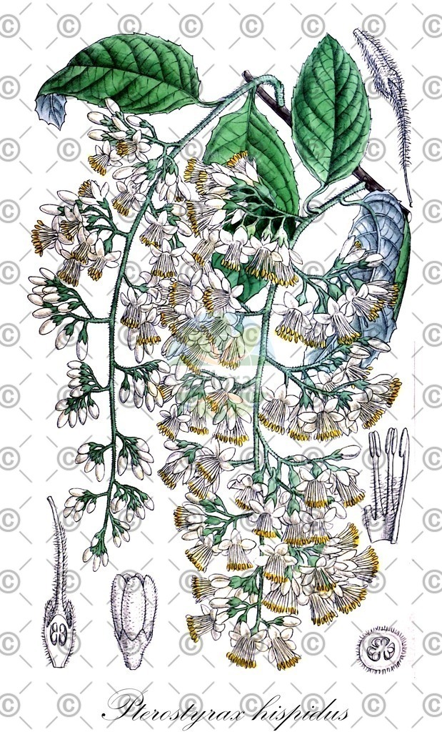 HistAbb_74W6_2_ENZY_Simple | Historische Abbildung von Pterostyrax hispidus - Styracaceae | Historical Illustration of Pterostyrax hispidus - Styracaceae