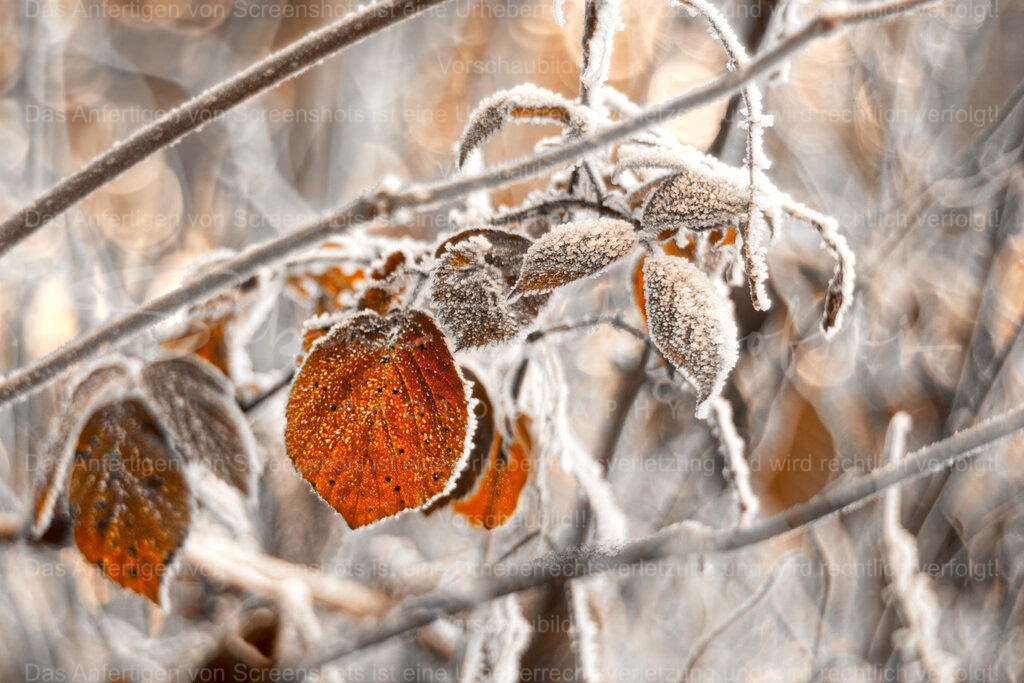 Herbstlaub im Winter | People- und Tierfotografie, Imageaufnahmen, Veranstaltungsfotografie und Wandbilder aus der Natur ★ Made in Germany ✔️ Druck + Downloads ✔️ Naturfotografie in Top Qualität ★ schneller Versand, weltweite Lieferung! - Realisiert mit Pictrs.com